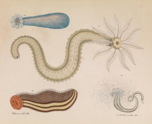 Worms by Aloys Zötl
